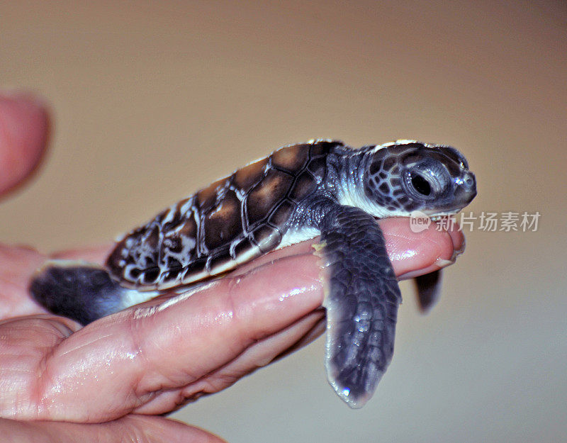 刚出生的Oliver Ridley乌龟，斯里兰卡